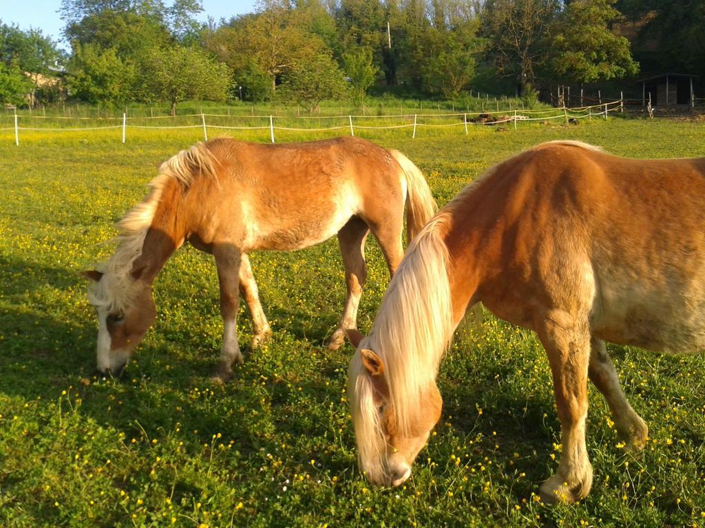 Il Mugello B&B Vicchio Kültér fotó
