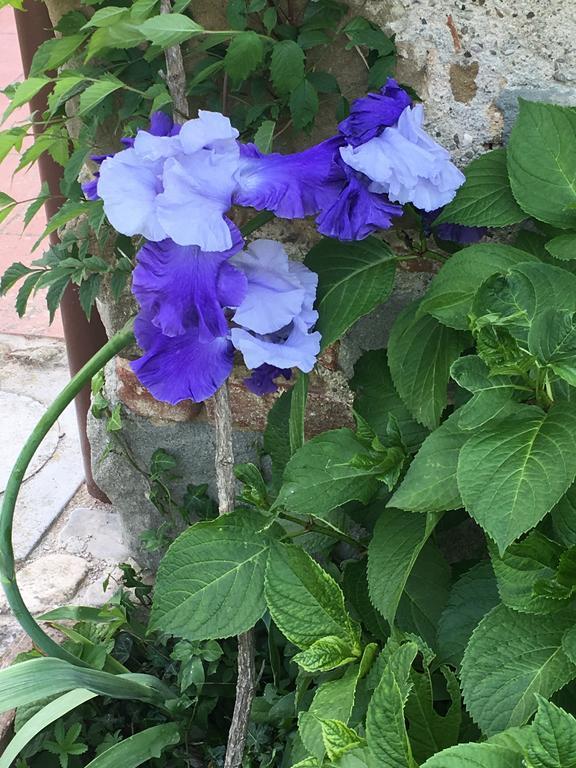 Il Mugello B&B Vicchio Kültér fotó